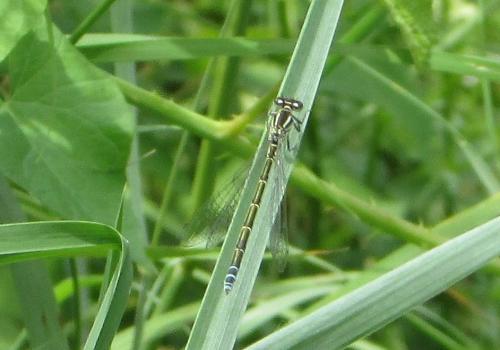 Coenagrion sp.
